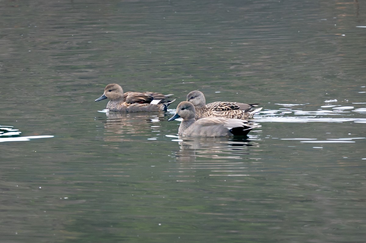 Gadwall - ML643508160