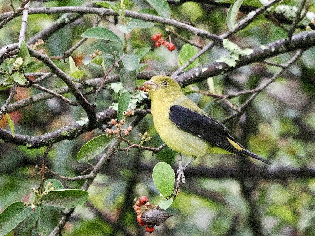 Scarlet Tanager - ML643508179