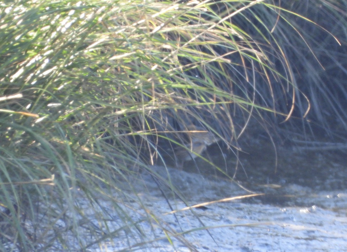 Nelson's Sparrow (Atlantic Coast) - ML643508190