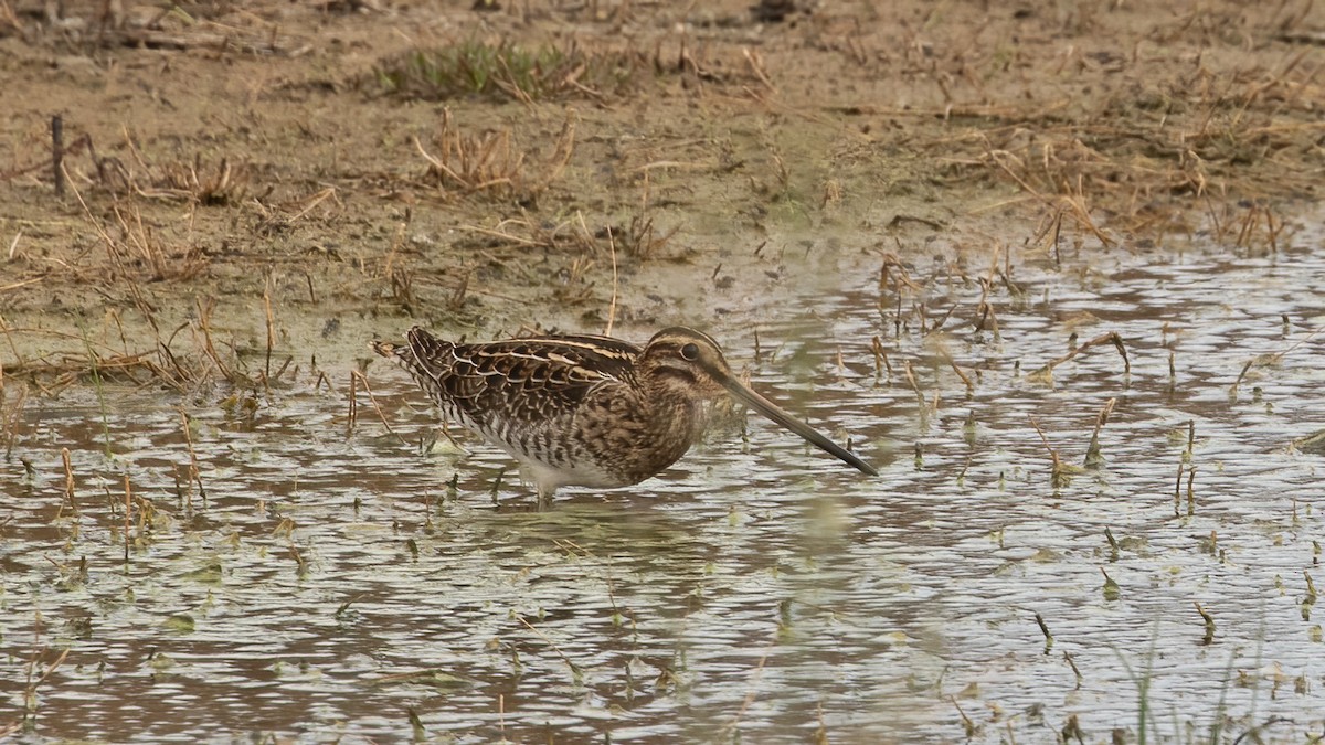 Common Snipe - ML643508204