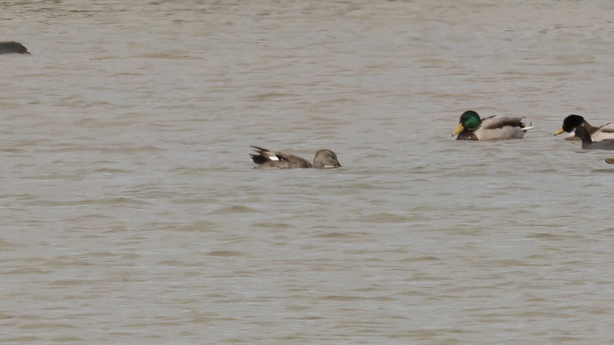 Gadwall - ML643508219