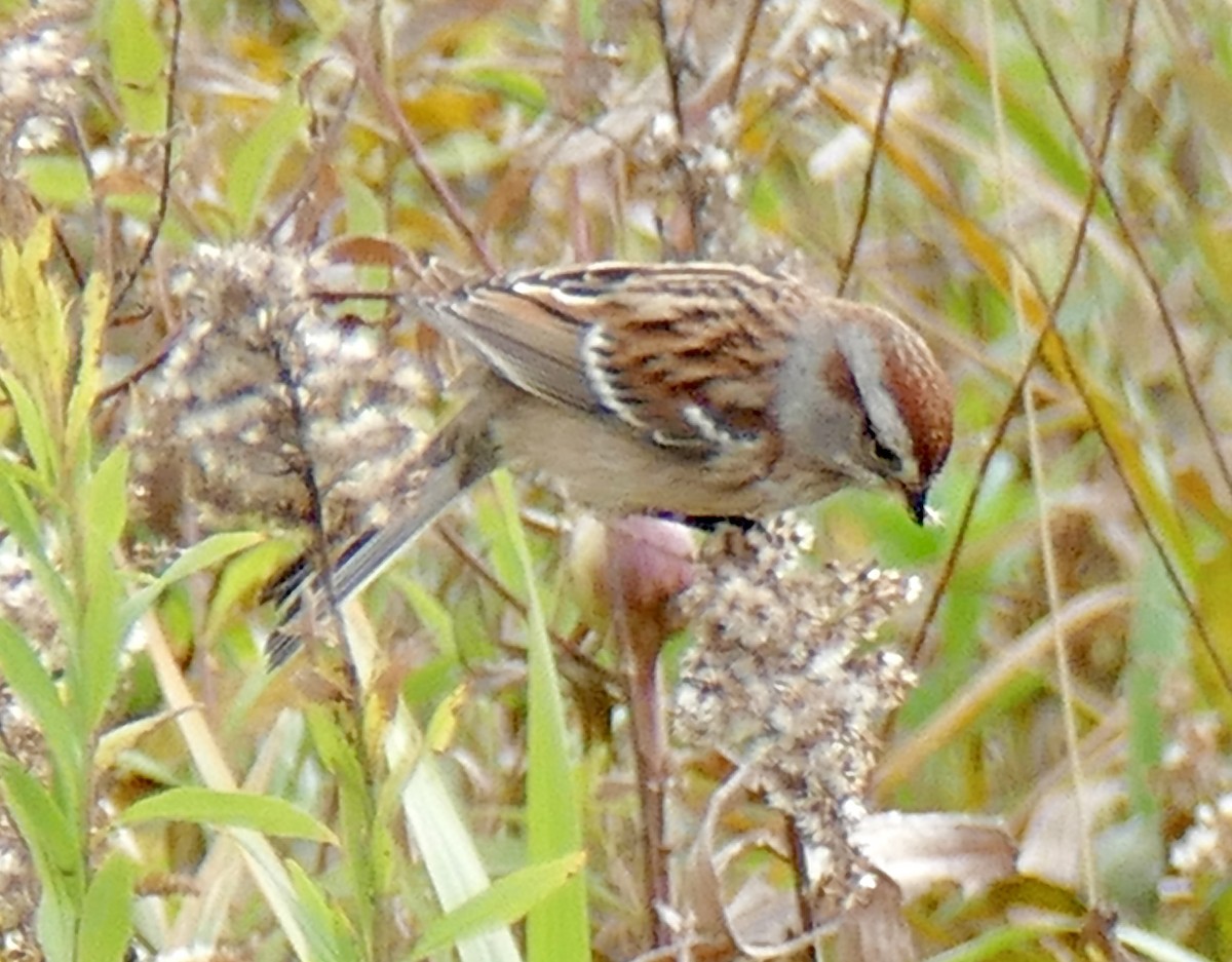 American Tree Sparrow - ML643508223