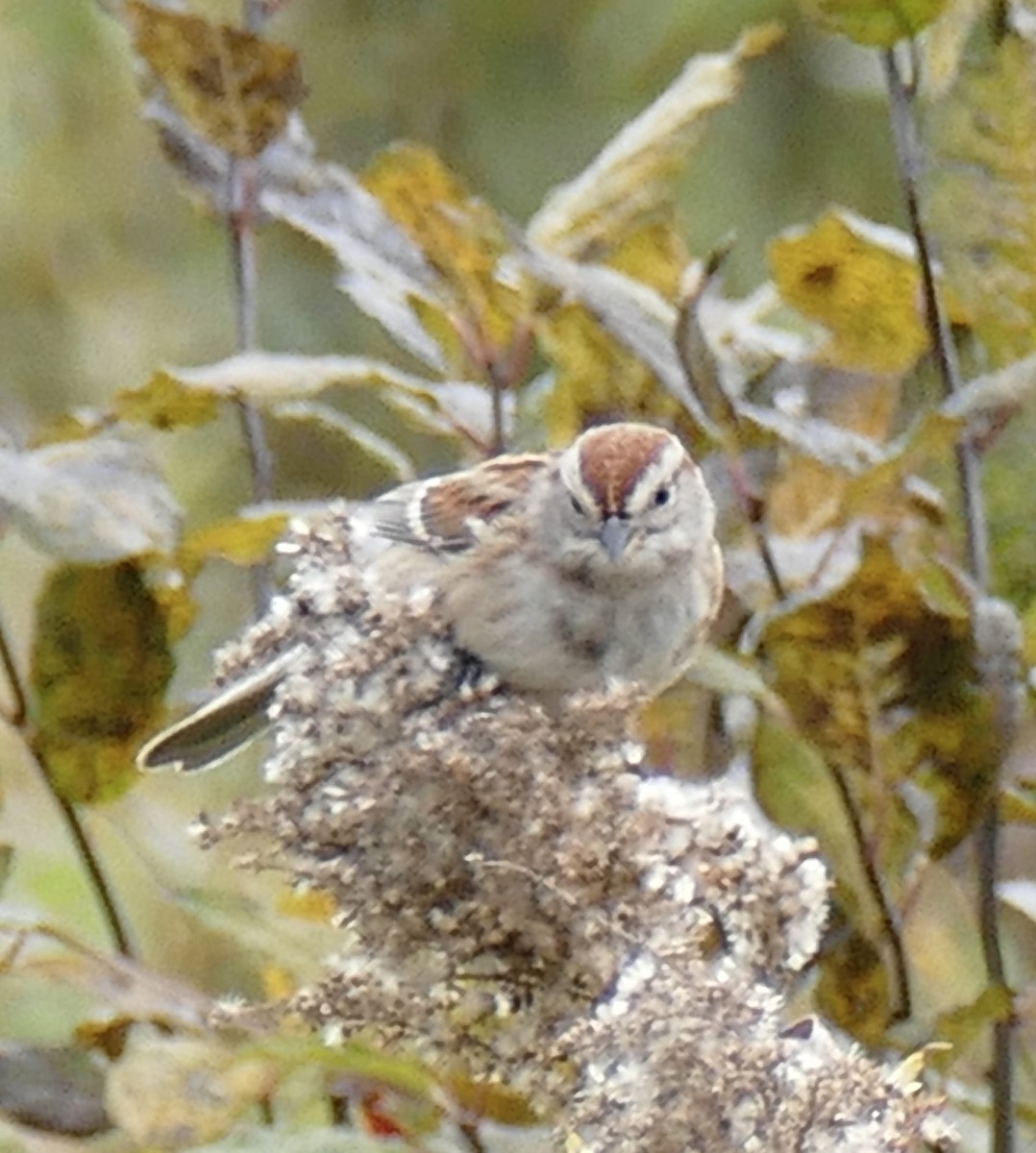 American Tree Sparrow - ML643508224