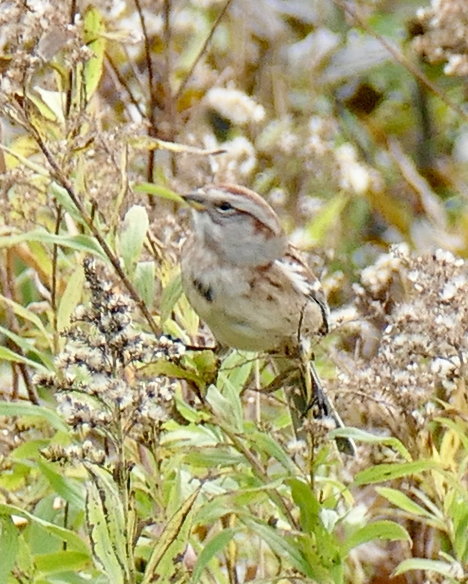American Tree Sparrow - ML643508225