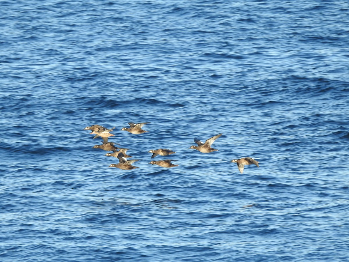 White-winged Scoter - ML643508229
