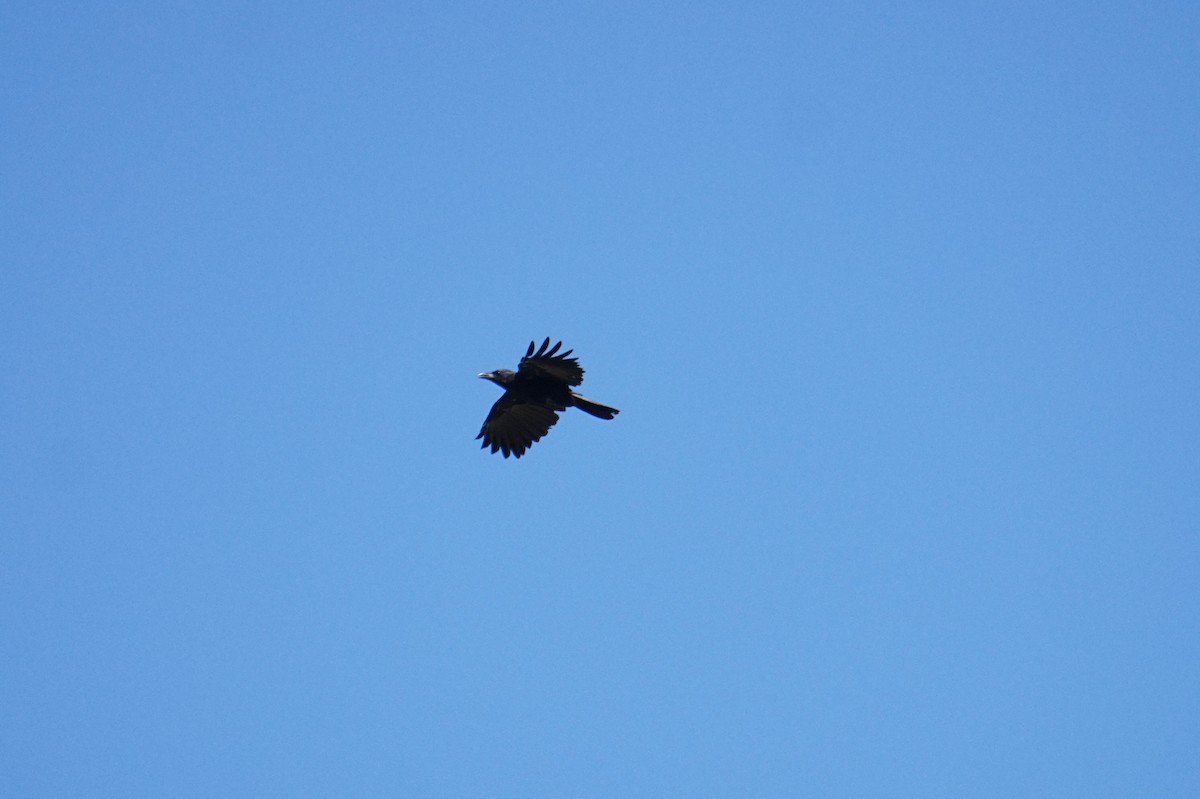 American/Fish Crow - ML643508231