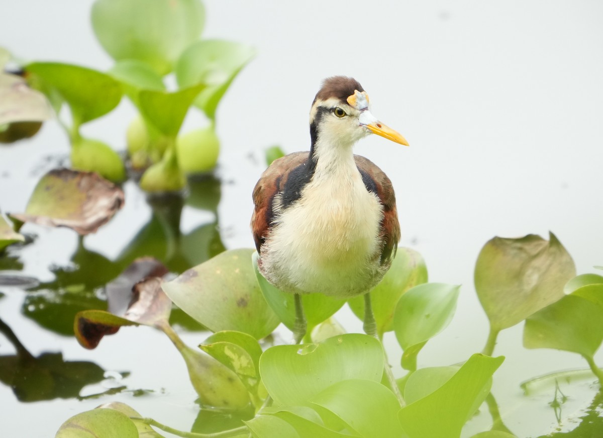 Northern Jacana - ML643508235