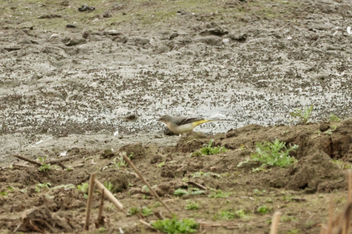 Gray Wagtail - ML643508249