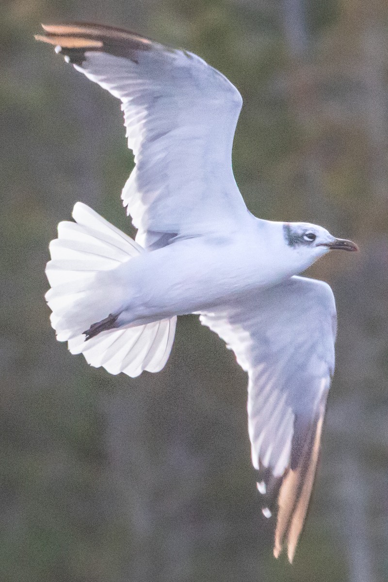 Mouette tridactyle - ML643508254
