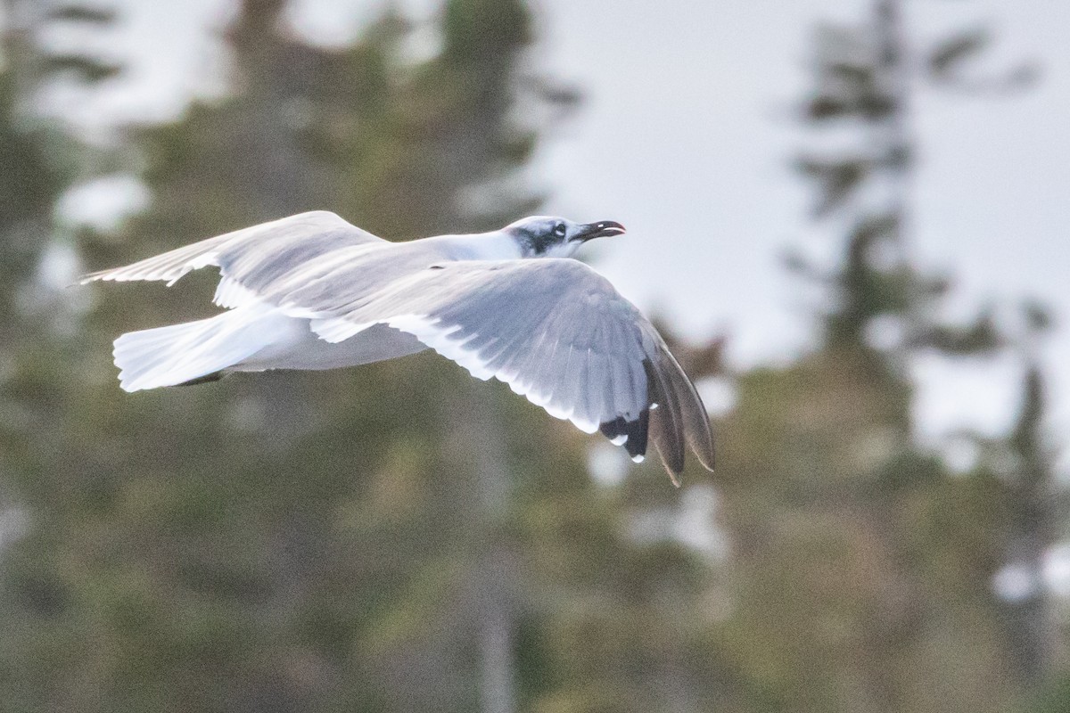 Mouette atricille - ML643508255
