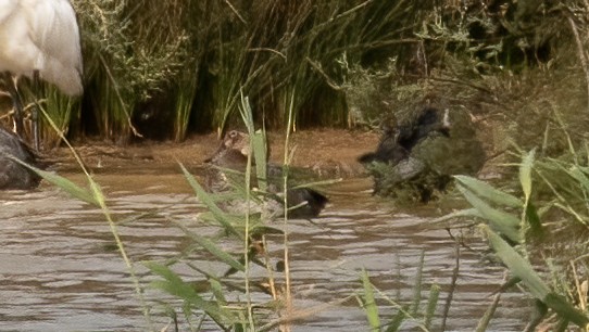 Common Pochard - ML643508264