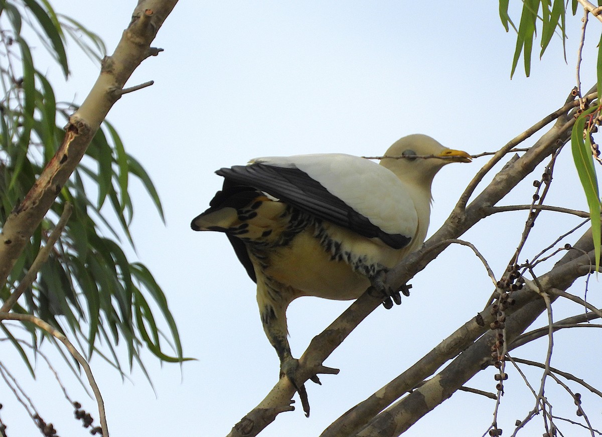 Torresian Imperial-Pigeon - ML643508265