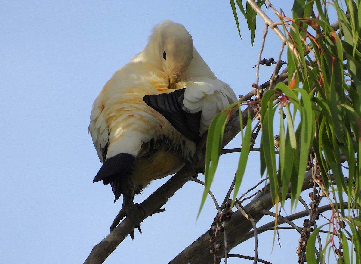 Torresian Imperial-Pigeon - ML643508271