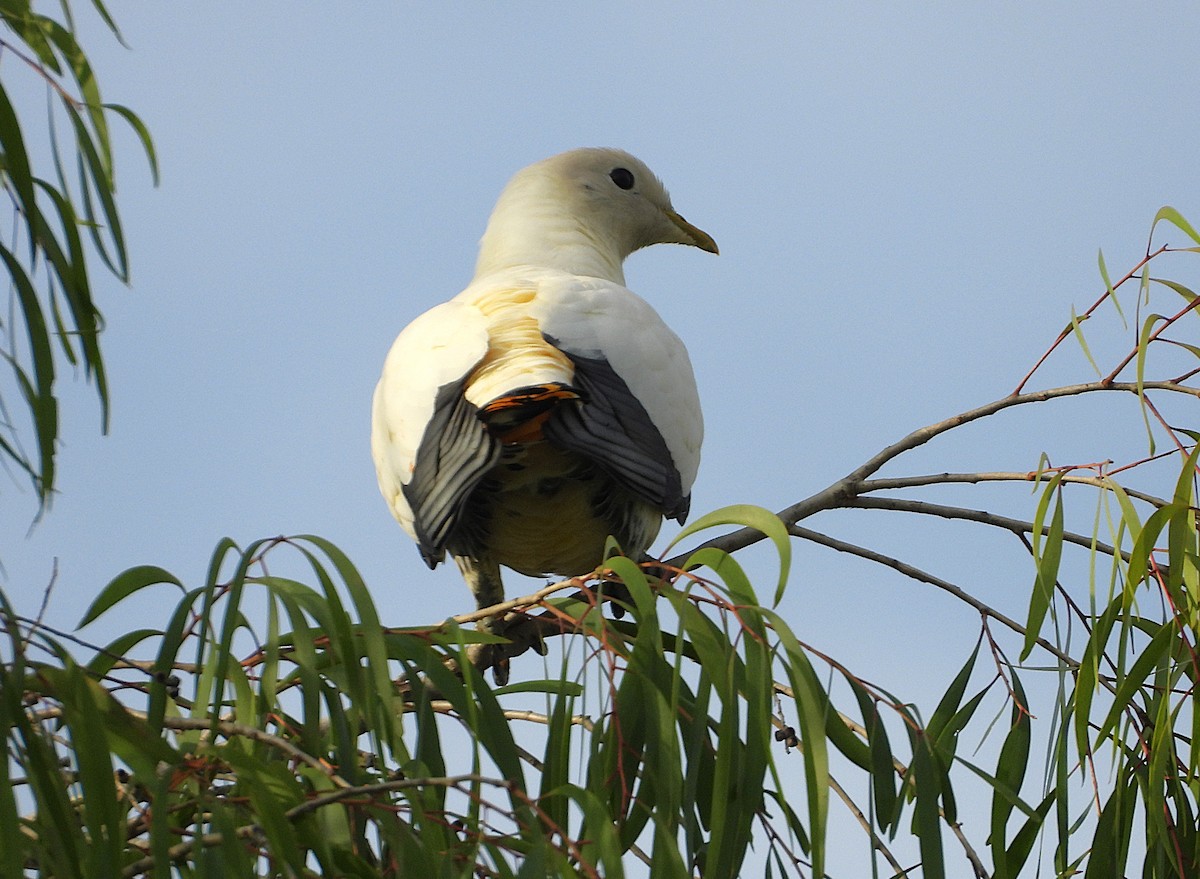 Torresian Imperial-Pigeon - ML643508272