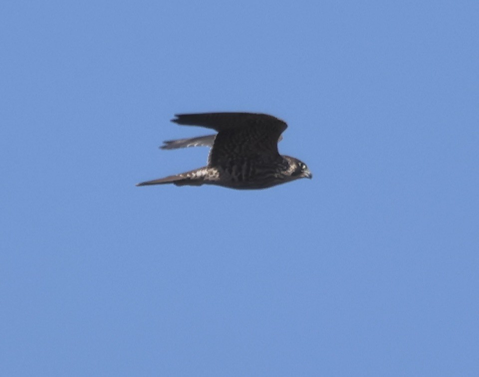 Peregrine Falcon - ML643508301
