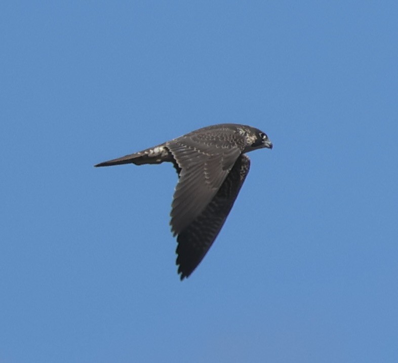 Peregrine Falcon - ML643508303