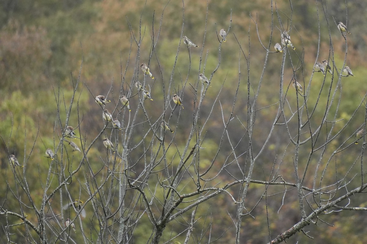 Cedar Waxwing - ML643508311