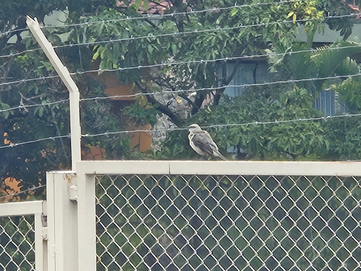 Tropical Mockingbird - ML643508315