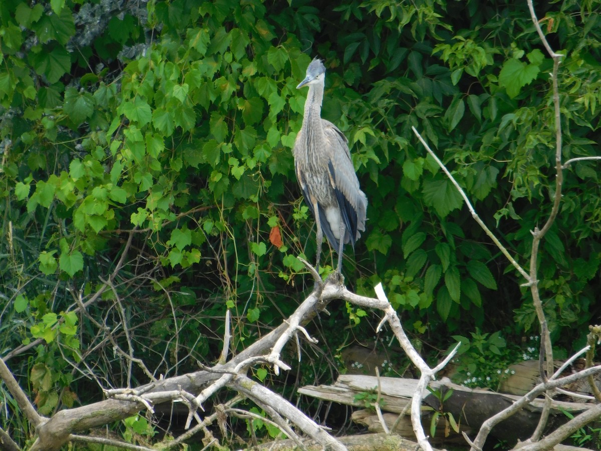 Great Blue Heron - ML643508325