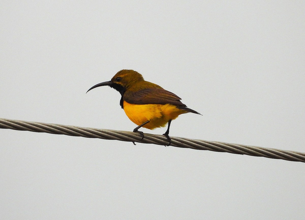 Sahul Sunbird - ML643508343