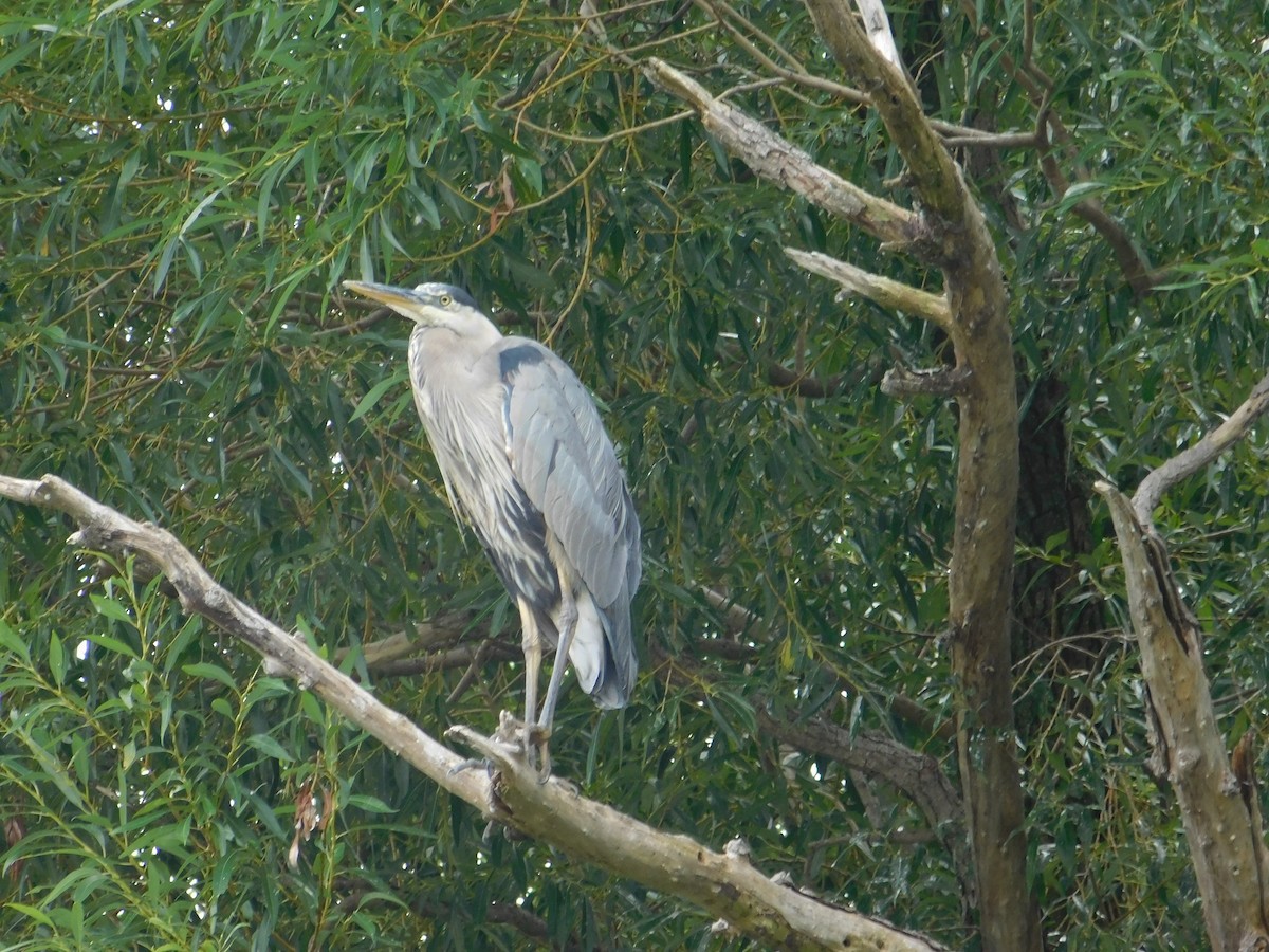 Great Blue Heron - ML643508344