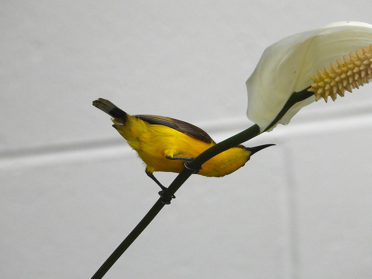 Sahul Sunbird - ML643508345