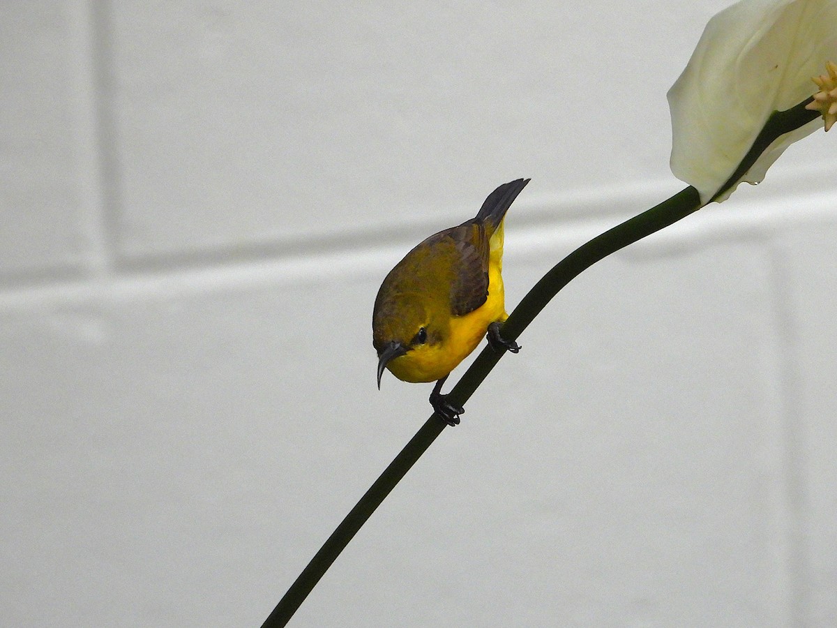 Sahul Sunbird - ML643508349