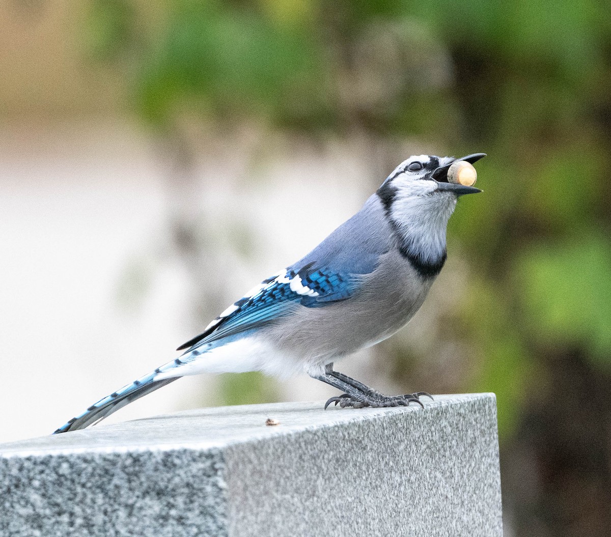 Blue Jay - ML643508355
