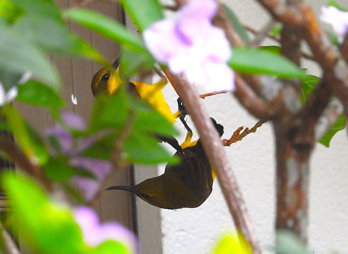 Sahul Sunbird - ML643508356