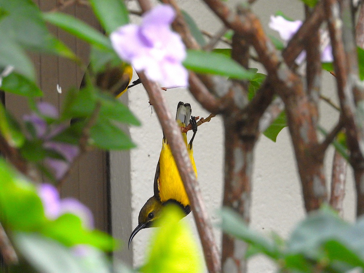Sahul Sunbird - ML643508369