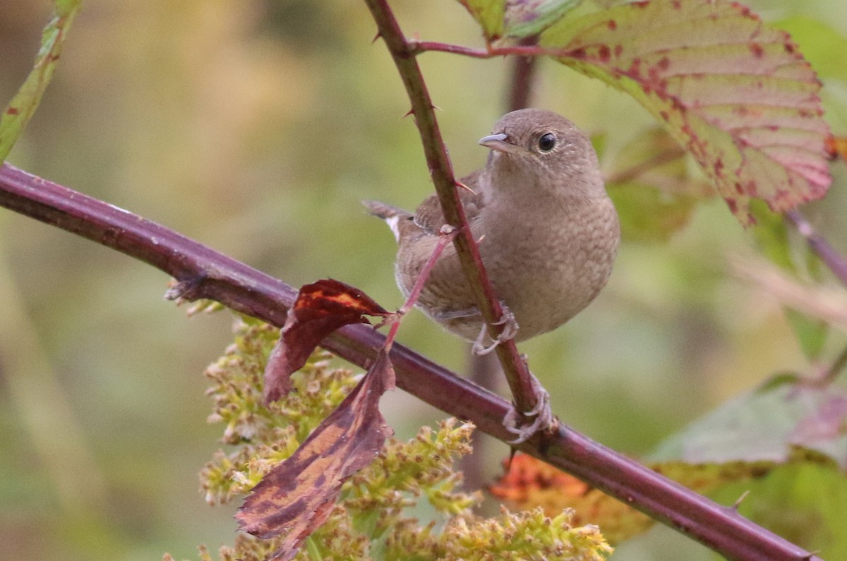 Northern House Wren - ML643508380