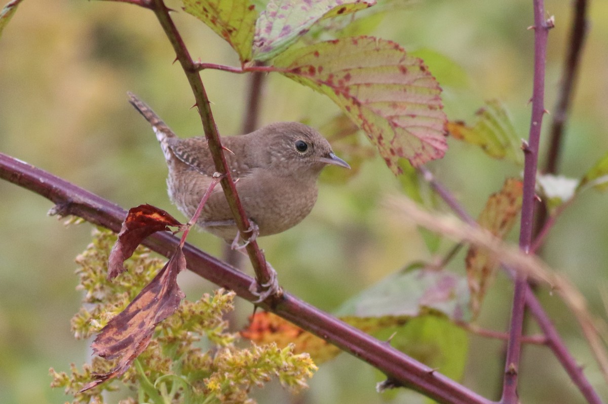 Northern House Wren - ML643508381