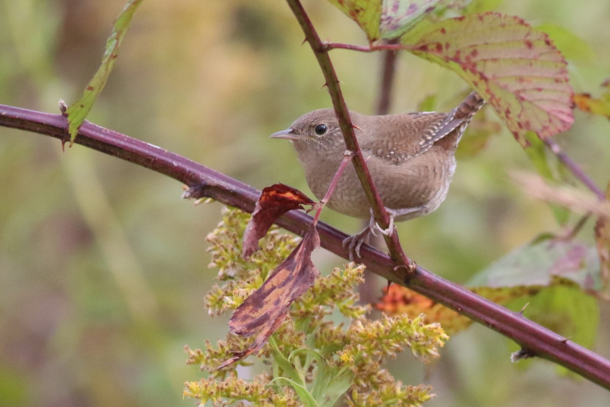 Northern House Wren - ML643508382