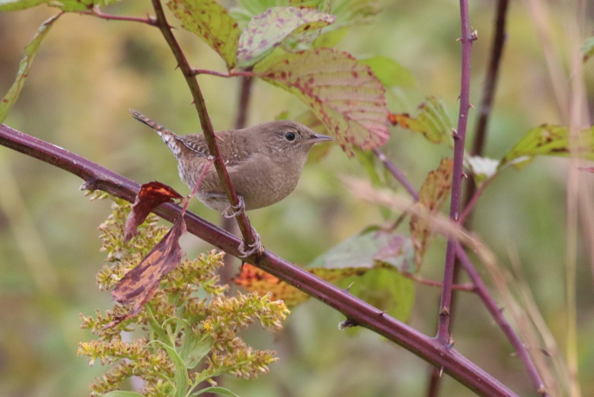 Northern House Wren - ML643508383