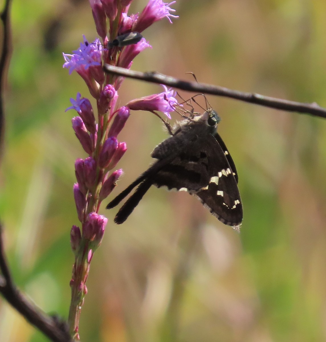 Long-tailed Skipper - ML643508387
