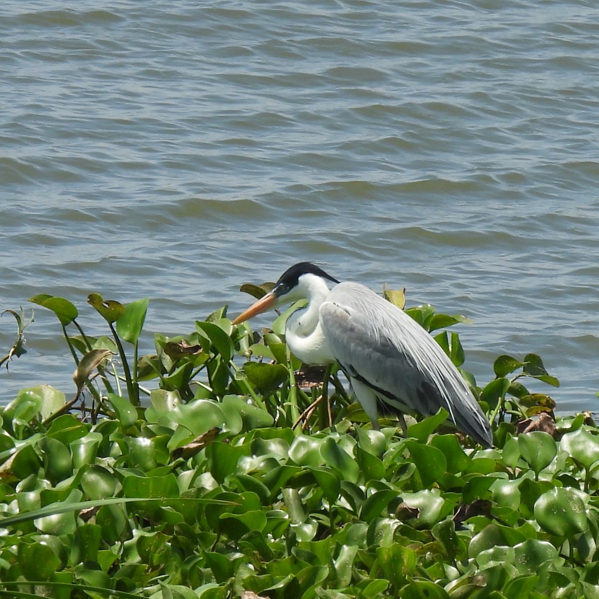 Cocoi Heron - ML643508396