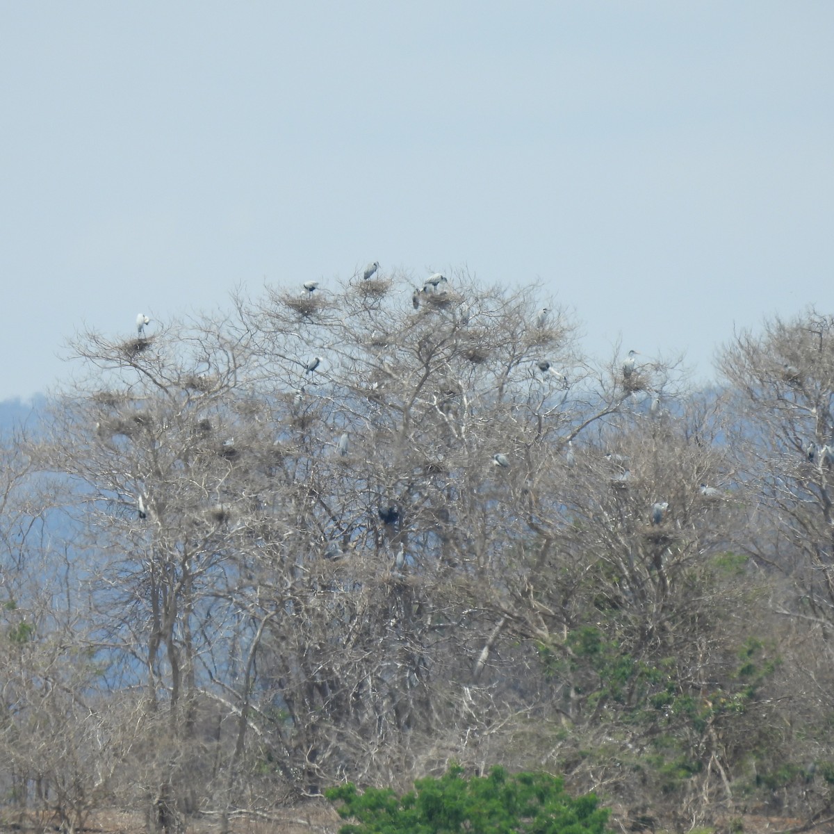Cocoi Heron - ML643508397