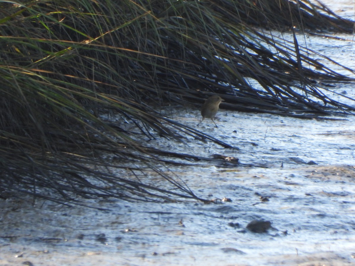Nelson's Sparrow (Atlantic Coast) - ML643508399