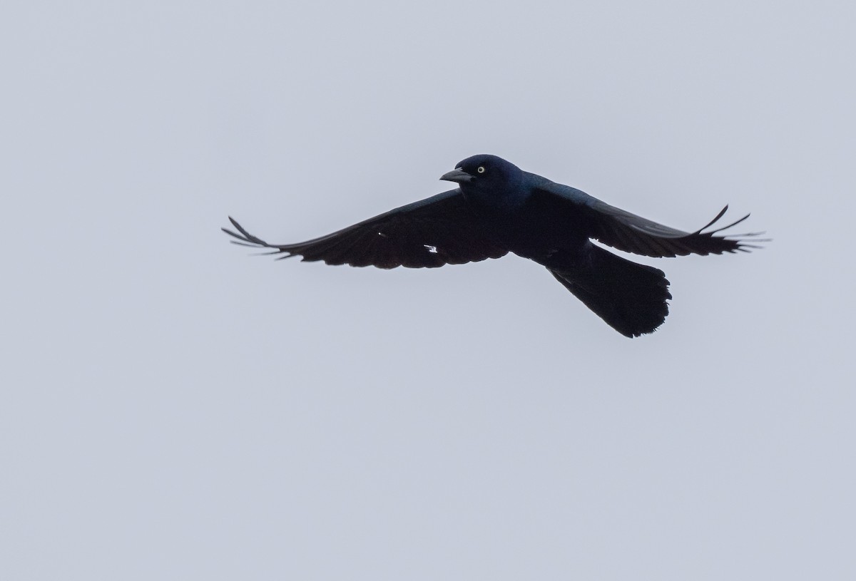 Boat-tailed Grackle - ML643508407