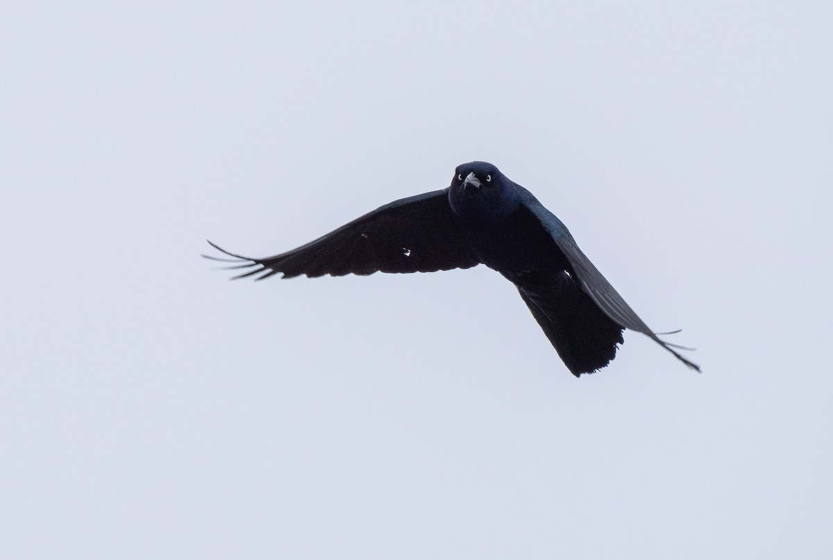 Boat-tailed Grackle - ML643508408