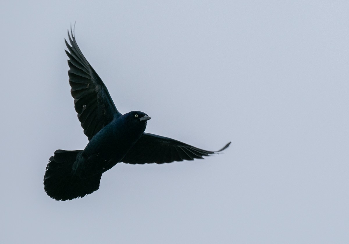 Boat-tailed Grackle - ML643508409