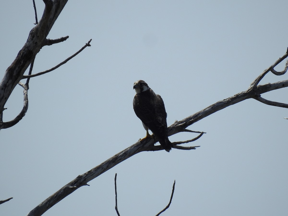 Peregrine Falcon - ML643508410