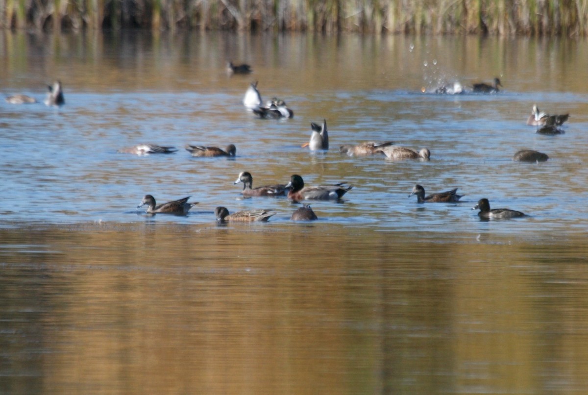 American Wigeon x Mallard (hybrid) - ML643508437