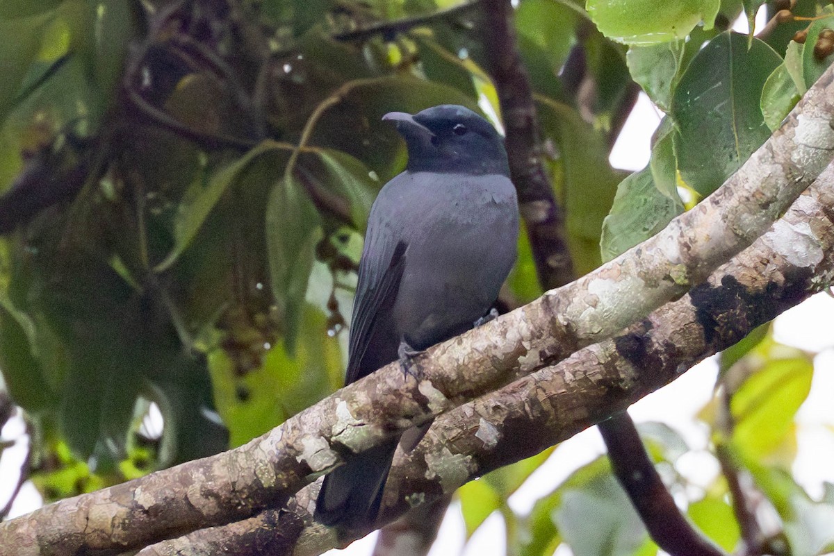 Sunda Cuckooshrike - ML643508439