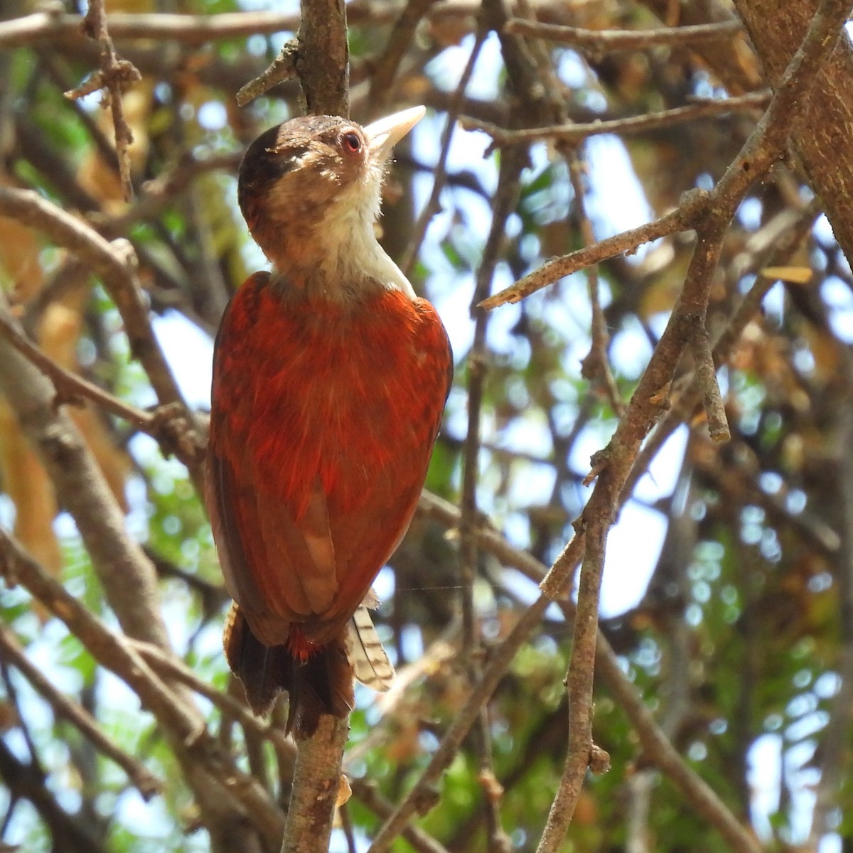 Scarlet-backed Woodpecker - ML643508441