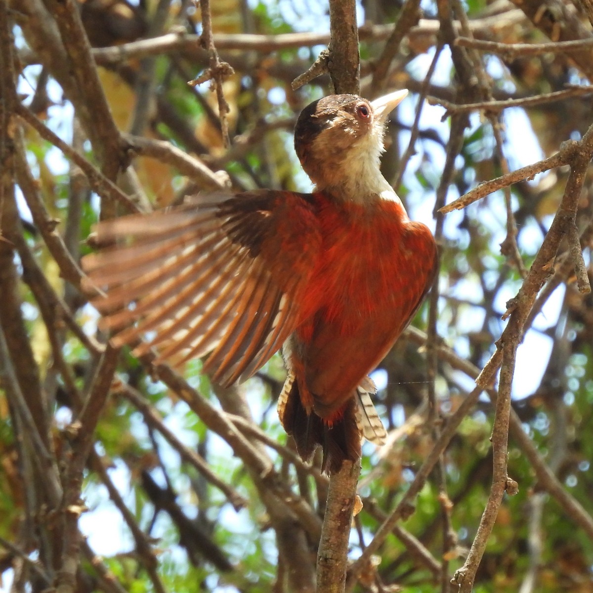Scarlet-backed Woodpecker - ML643508442