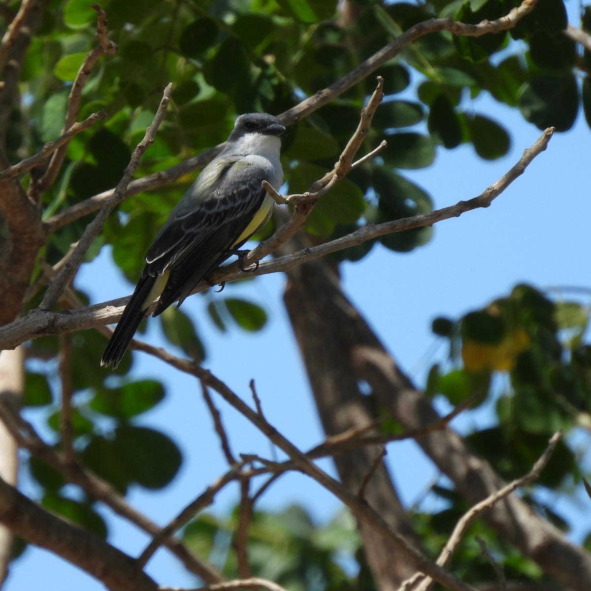 Snowy-throated Kingbird - ML643508462