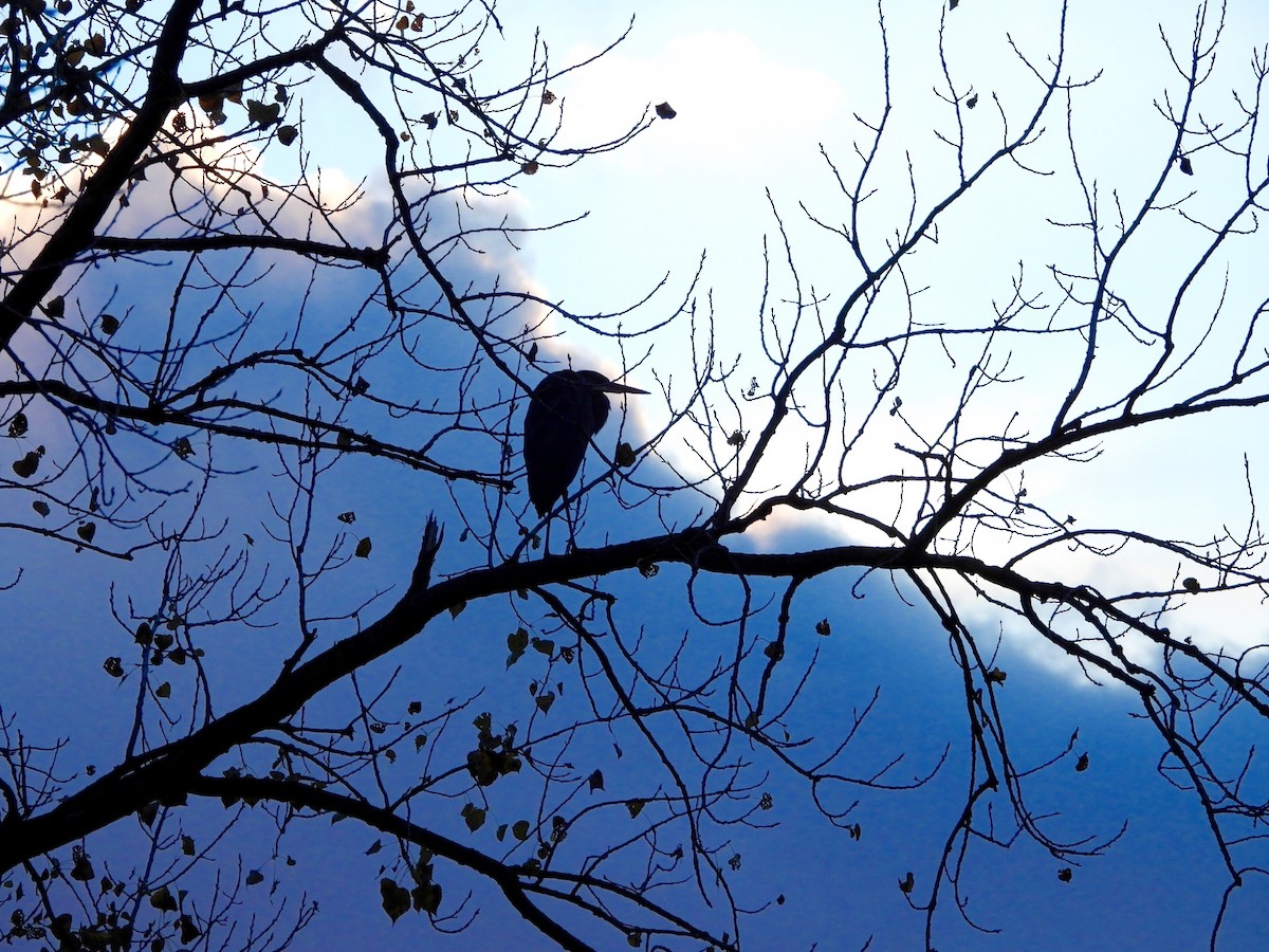 Great Blue Heron - ML643508464