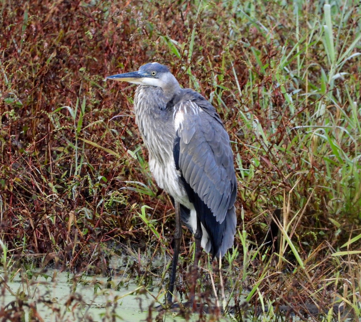 Great Blue Heron - ML643508465