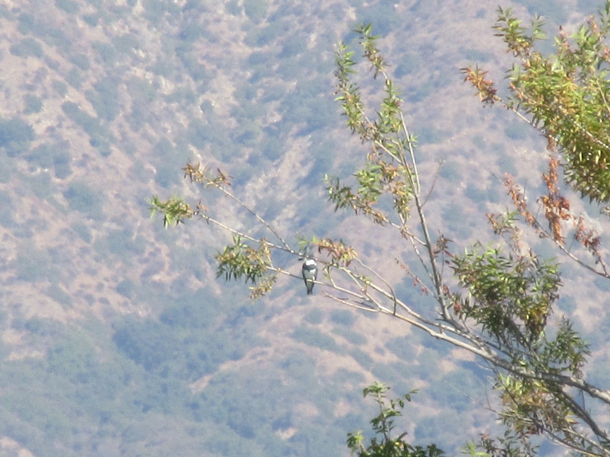 Belted Kingfisher - ML643508485